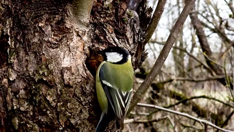 The great tit makes a nest on the bark of a tree. The small yellow-breasted Stock Footage 332807609