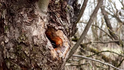 A great tit makes a nest on the bark of a tree inside a hollow. A small Stock Footage 332807723