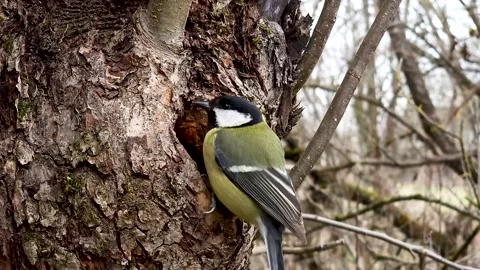 The great tit makes a nest on the bark of a tree. It is a small passerine bird Stock Footage 332807902