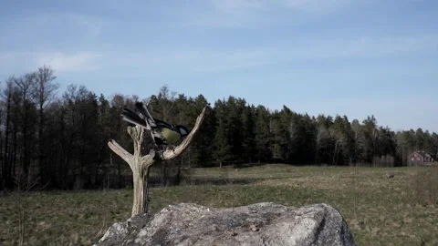Great tit makes a nice landing on a branch. Video stock 295819712
