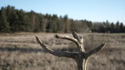 Great tit makes a quick landing and take off on a dead tree branch. Stock-Footage 172263195