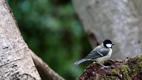 Great Tit on a moss covered log Stock Footage 311156697