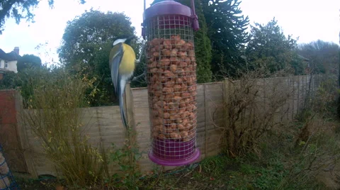 Great Tit on nut feeder Stock Footage 58253567