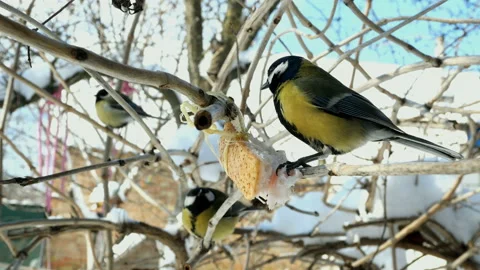 Great tit or parus major, are pecking lard which hangs from branch. Stock Footage 147969524