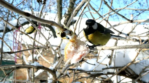 Great tit or parus major, are pecking lard which hangs from branch. Stock Footage 148087047