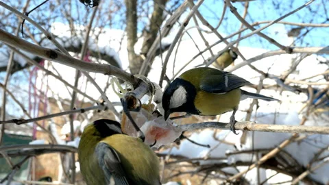 Great tit or parus major, are pecking lard which hangs from branc. Stock Footage 148137258