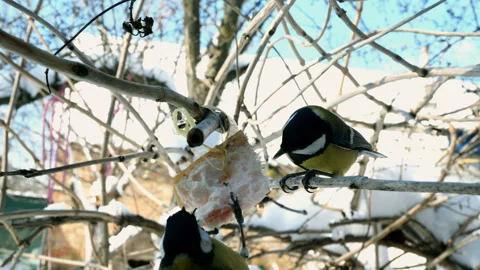 Great tit or parus major, are pecking lard. Stock Footage 148919867