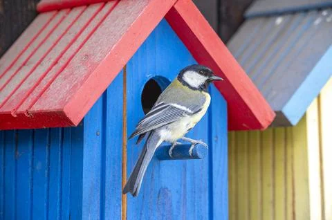 The great tit or white-faced tit (Parus major) sitting on birdhouse Stock Photos