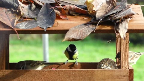 Great tit (Parus major)  and House Sparrow (Passer domesticus) eating bird food Stock Footage 146366357