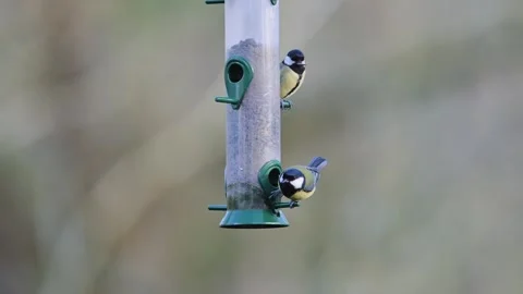 Great Tit, Parus major and Blue Tit, Cyanistes Caeruleus on a feeder in forest Video stock 271035666