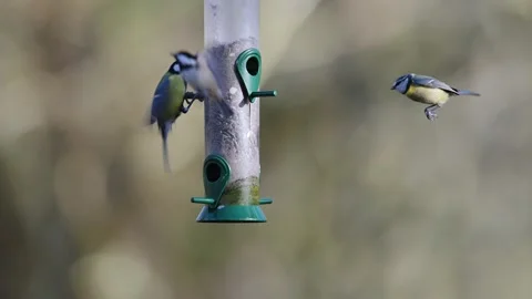 Great Tit, Parus major and Blue Tit, Cyanistes Caeruleus on a feeder Stock Footage 271049265