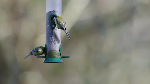 Great Tit, Parus major and Blue Tit, Cyanistes Caeruleus on a feeder Video stock 271049564