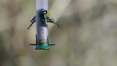 Great Tit, Parus major and Blue Tit, Cyanistes Caeruleus on a feeder Stockbeeldmateriaal 271101090