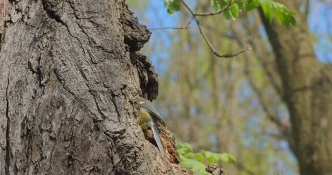 Great Tit Parus major and its tree hollow in an old tree. in slow motion Stock Footage 337582965