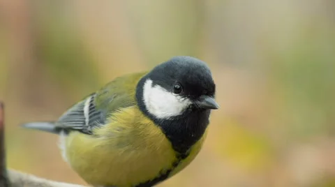 Great Tit, Parus Major. Are flied in search of sunflower seeds 스톡 동영상 58961694