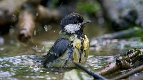 Great tit (Parus major) bathing Video stock 91590247