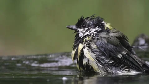 Great tit Parus major Bathing in summer forest, close up Vidéo 196854814