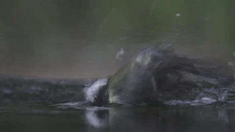 Great tit Parus major Bathing in summer forest, close up Vidéo 196855204
