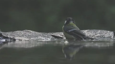 Great tit Parus major Bathing in summer forest. Vidéo 196863172