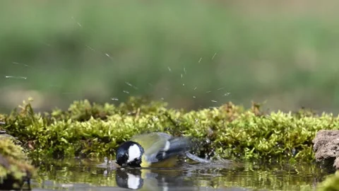 Great Tit Parus major bathing in a puddle Stock-Footage 321238098