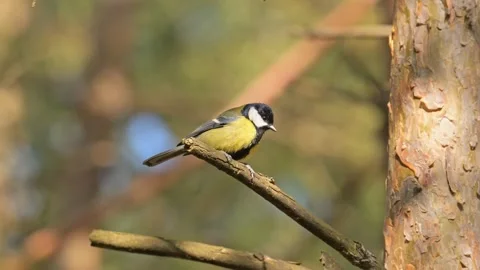 Great tit (Parus major) bird flying of branch and breaking it Stock Footage 337182341