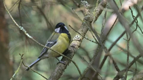 Great tit (Parus major) bird singing on a branch 動画素材 337554569