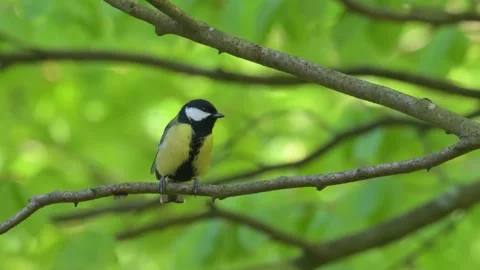 Great tit (Parus major) bird singing on a branch and flying off Stock-Footage 337880494