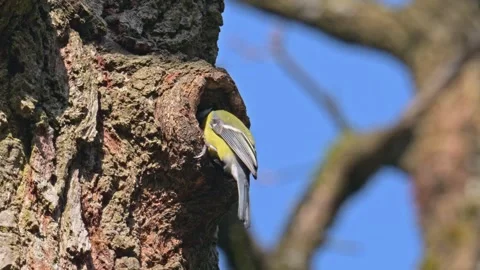 Great tit (Parus major) bird exploring a hole in a stem as potential nest Stock Footage 338224484