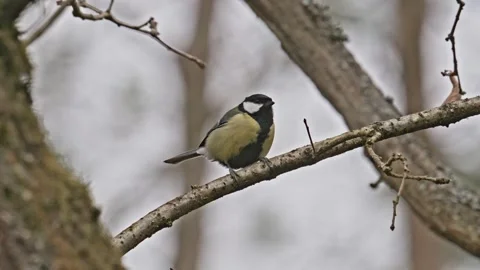 Great tit (Parus major) bird singing on a branch and flying off Stock-Footage 339007764