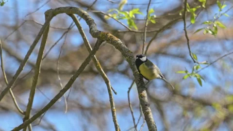 Great tit (Parus major) bird singing on a branch and flying off 動画素材 340035473