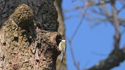 Great tit (Parus major) bird exploring a hole in a stem as potential nest 스톡 동영상 340222379