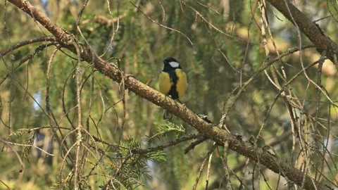 Great tit (Parus major) bird on a branch and flying off Stock Footage 340543573