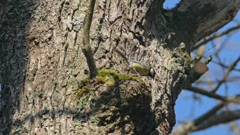 Great tit (Parus major) bird jumping on a tree stem Stock Footage 340911044