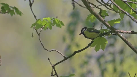 Great tit (Parus major) bird with insect in beak flying off branch in slow .. 動画素材 341723595