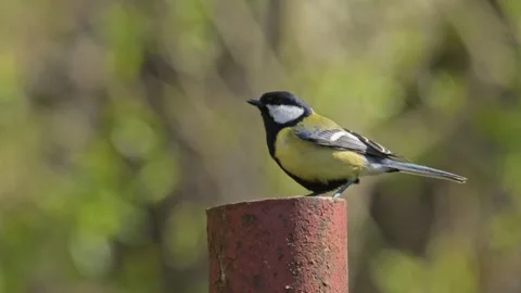 Great tit (Parus major) bird singing on a pole and flying off 스톡 동영상 343539044