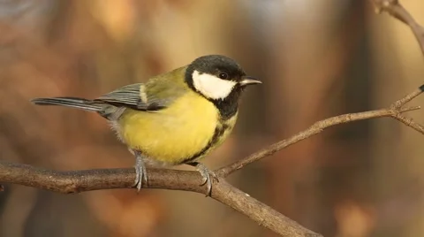 Great Tit  (Parus major) close-up Vídeos de archivo 61328388