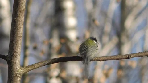 Great tit (Parus major) coming to branch eating corn and flying away Stock Footage 120644532