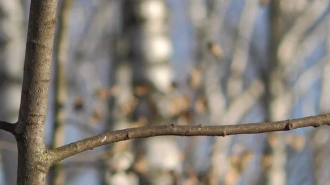 Great tit (Parus major) coming to branch looking around and flying away Stock Footage 120644540
