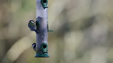 Great Tit, Parus major an d Coal Tit, Periparus ater on a feeder in the forest 動画素材 265809179