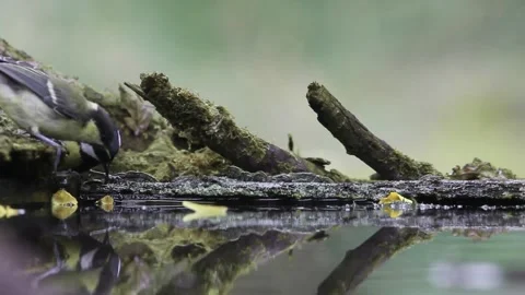 Great tit Parus major Drinking in summer forest Vidéo 196854877