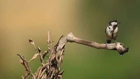 Great Tit (Parus major) drinking water Video stock 274264423