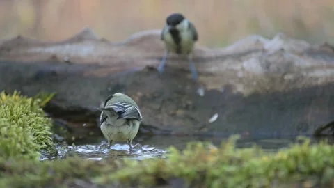Great tit, Parus major. Drinks water on a hot summer day. Slow motion Stock Footage 161969701