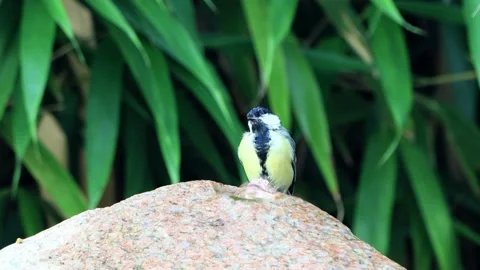 Great tit parus major drinks water from garden Fountain  Stock Footage 204864400