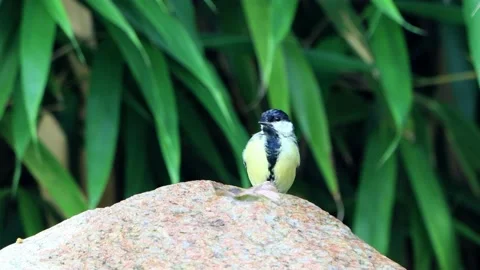 Great tit parus major drinks water from garden Fountain  Stock Footage 221501391