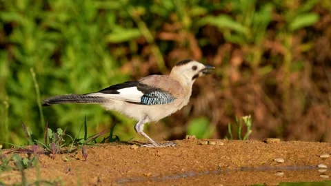 A Great Tit (Parus major) drinks from a natural spring, with its colorful body Video stock 313021255