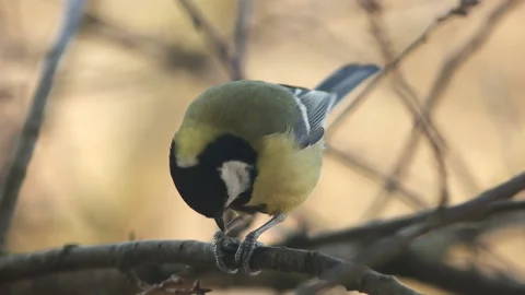 Great tit (parus major) eats a sunflower seed while sitting on branch Stock Footage 99567949