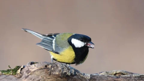 Great tit (Parus major) eats seeds and nuts on the winter bird feeder Video stock 99595161