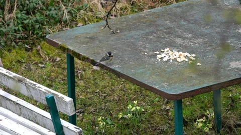 Great Tit (Parus major) eats food on the table, yellow Vidéo 127686455