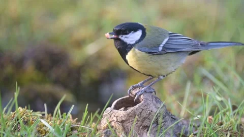 Great tit Parus major eats nuts Stock-Footage 152736566