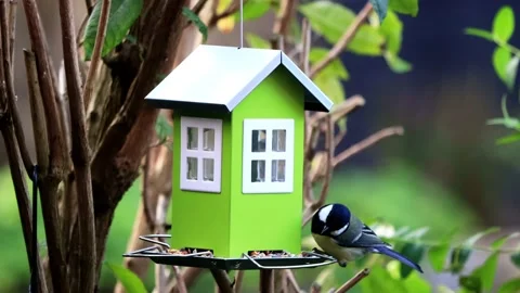 Great tit parus major eats bird seed, green house Stock Footage 173611706